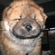 Chow chow Balder