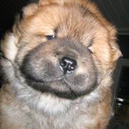 Chow chow Balder