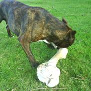 Amerikansk staffordshire terrier shila