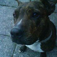 Amerikansk staffordshire terrier shila