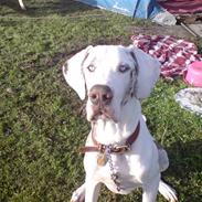 Grand danois Manfred