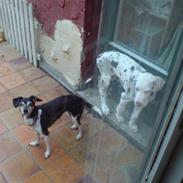 Grand danois Manfred