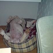 Grand danois Manfred