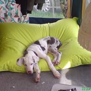 Grand danois Manfred