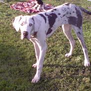 Grand danois Manfred