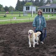 Golden retriever Viktor