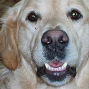 Golden retriever Viktor