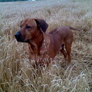 Rhodesian ridgeback nante