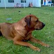 Rhodesian ridgeback nante
