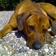 Rhodesian ridgeback nante