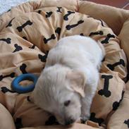 Golden retriever Kato