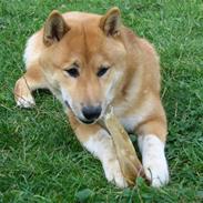 Shiba Lucky Dragon's L Chiko