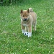 Shiba Lucky Dragon's L Chiko