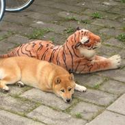Shiba Lucky Dragon's L Chiko