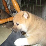 Shiba Lucky Dragon's L Chiko