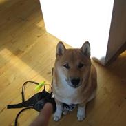 Shiba Lucky Dragon's L Chiko