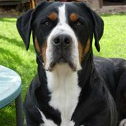 Grosser schweizer sennenhund Zoya