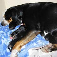 Grosser schweizer sennenhund Zoya