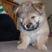 Blanding af racer Balou