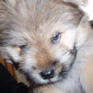 Blanding af racer Balou