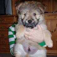 Blanding af racer Balou