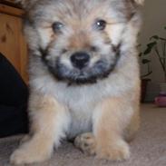 Blanding af racer Balou