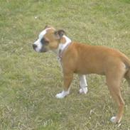 Amerikansk staffordshire terrier Bailey