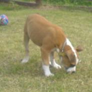 Amerikansk staffordshire terrier Bailey