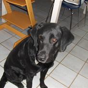 Labrador retriever Snipe