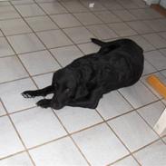 Labrador retriever Snipe