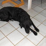 Labrador retriever Snipe