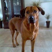 Rhodesian ridgeback nante