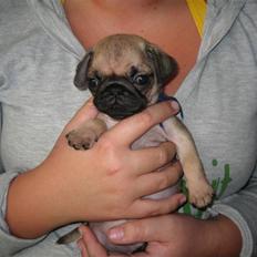 Mops Buster Perry Nielsen