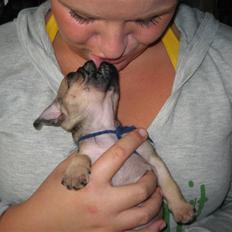 Mops Buster Perry Nielsen