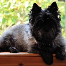 Cairn terrier Timmy