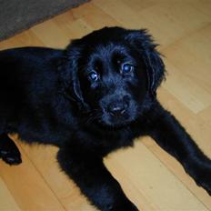 Blanding af racer Shanti