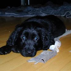 Blanding af racer Shanti