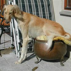 Saluki Zaib