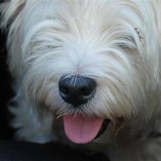 West highland white terrier Chico