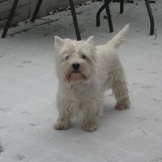 West highland white terrier Chico
