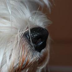 West highland white terrier Chico