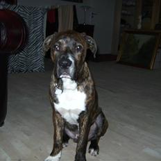 Blanding af racer en Bullrottstaff - Tiger