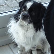 Tibetansk spaniel Chicco