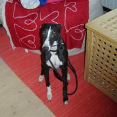 Whippet menthe