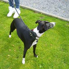 Whippet menthe