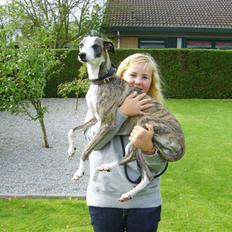 Whippet ashley