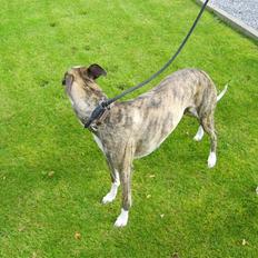 Whippet ashley