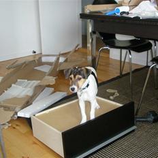 Jack russell terrier Russels Hunter / Kenzo