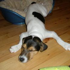 Jack russell terrier Russels Hunter / Kenzo