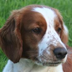 Welsh springer spaniel Sif